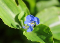 Commelina benghalensis