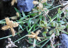 Dactyloctenium aegyptium