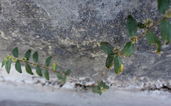 Euphorbia hirta