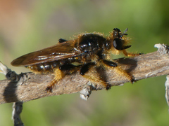 Pogonosoma maroccanum