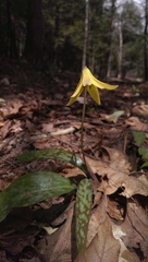 Erythronium americanum