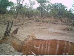 Tragelaphus scriptus