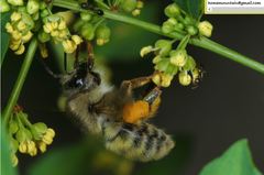 Bombus picipes