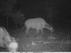 Syncerus caffer brachyceros