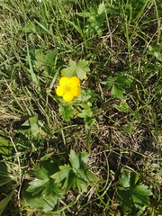 Ranunculus propinquus