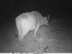 Syncerus caffer brachyceros