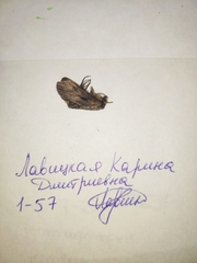 Agrotis exclamationis