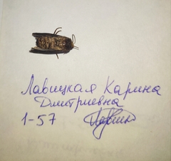 Agrotis exclamationis