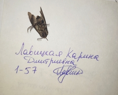 Agrotis exclamationis