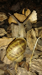 Cornu aspersum