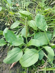 Plantago major