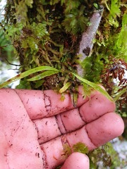 Notogrammitis angustifolia