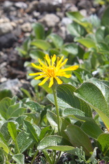 Crepis chrysantha