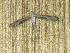 Platyptilia celidotus
