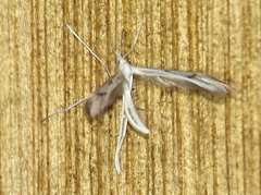 Platyptilia celidotus