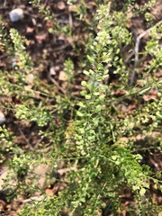 Lepidium ruderale