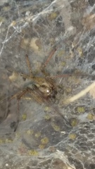 Agelena labyrinthica