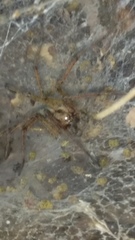 Agelena labyrinthica