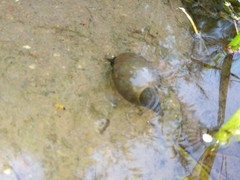 Lymnaea