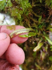 Notogrammitis angustifolia