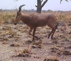 Alcelaphus buselaphus major