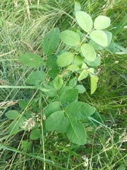 Rosa acicularis