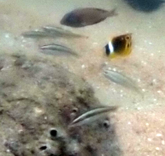 Stethojulis interrupta
