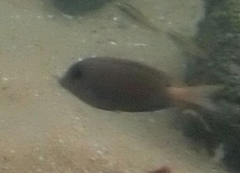 Acanthurus nigrofuscus