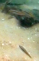 Stethojulis interrupta