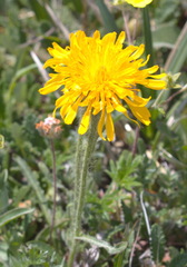 Crepis chrysantha