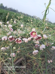 Oxystelma esculentum