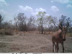 Alcelaphus buselaphus major