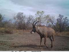 Hippotragus equinus