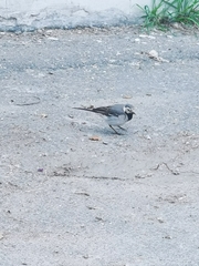 Motacilla alba