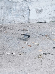 Motacilla alba