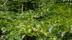 Vanessa atalanta