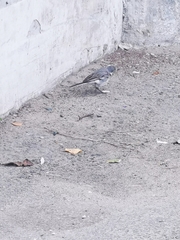 Motacilla alba