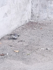 Motacilla alba