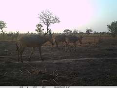Alcelaphus buselaphus major