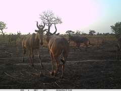 Alcelaphus buselaphus major