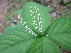 Chloranthus serratus