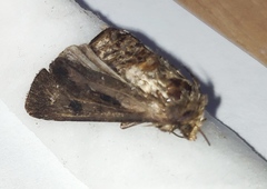 Agrotis exclamationis