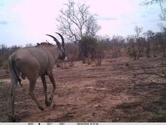 Hippotragus equinus