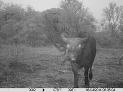 Syncerus caffer brachyceros