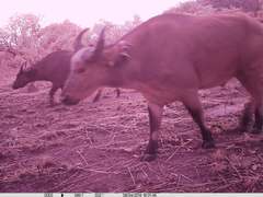 Syncerus caffer brachyceros