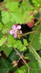 Episyrphus balteatus