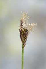 Carex curvula