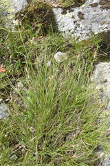 Carex curvula