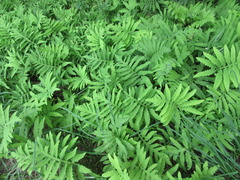 Onoclea sensibilis interrupta