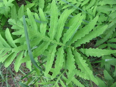 Onoclea sensibilis interrupta